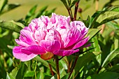 Peony (Paeonia lactiflora) Souvenir de lExposition Universelle, breeder : Calot (FRA) 1867