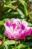Peony (Paeonia lactiflora) Souvenir de lExposition Universelle, breeder : Calot (FRA) 1867