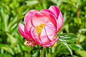 Japanese peony (Paeonia lactiflora) Kukeni Jishi Japan, flower