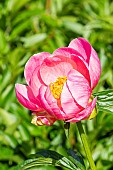Japanese peony (Paeonia lactiflora) Kukeni Jishi Japan, flower