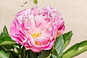 Peony (Paeonia lactiflora) Lady Alexandra Duff, breeder : Kelway 1902, flower