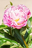 Peony (Paeonia lactiflora) Lady Alexandra Duff, breeder : Kelway 1902, flower