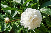 Peony (Paeonia lactiflora Couronne dOr, breeder : Calot (FRA) 1873, flower