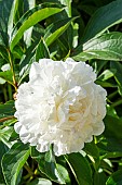 Peony (Paeonia lactiflora Couronne dOr, breeder : Calot (FRA) 1873, flower