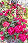 Rhododendron Mosers Maroon in bloom