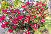 Rhododendron Mosers Maroon in bloom