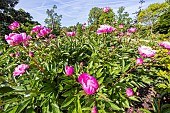 Peony (Paeonia lactiflora) Souvenir de lExposition Universelle, breeder : Calot (FRA) 1867