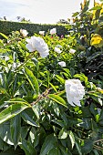 Peony (Paeonia lactiflora Couronne dOr, breeder : Calot (FRA) 1873, in bloom