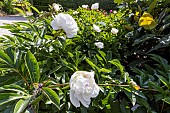 Peony (Paeonia lactiflora Couronne dOr, breeder : Calot (FRA) 1873, in bloom