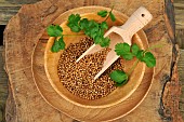 Coriander (Coriandrum sativum) seeds with Coriander leaf in a plate and a wooden spoon - aromatic plant