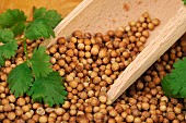 Coriander (Coriandrum sativum) seeds with Coriander leaf in a plate and a wooden spoon - aromatic plant