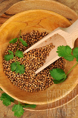 Coriander_Coriandrum_sativum_seeds_with_Coriander_leaf_in_a_plate_and_a_wooden_spoon__aromatic_plant