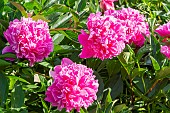 Peony (Paeonia lactiflora) Auguste Dessert, breeder : Dessert (FRA) 1920