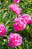 Peony (Paeonia lactiflora) Auguste Dessert, breeder : Dessert (FRA) 1920