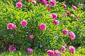 Peony (Paeonia lactiflora) Auguste Dessert, breeder : Dessert (FRA) 1920