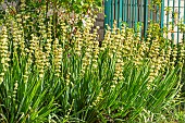 Yellow Eyed Grass (Sisyrinchium striatum) in bloom