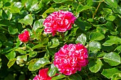 Rosa Pink Swany, Rosa Les Quatre Saisons Breeder : Meilland (FRA) 2003