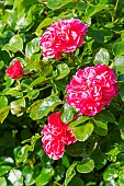 Rosa Pink Swany, Rosa Les Quatre Saisons Breeder : Meilland (FRA) 2003