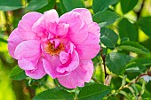 Rosa Prairie Dawn Breeder : Harp (CAN) 1956