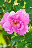 Rosa Prairie Dawn Breeder : Harp (CAN) 1956
