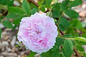 Rosa Martin Frobiisher Breeder : Svejda CAN) 1968