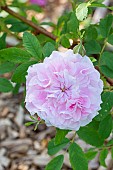 Rosa Martin Frobiisher Breeder : Svejda CAN) 1968