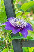 Early large-flowered clematis, Clematis Multi Blue