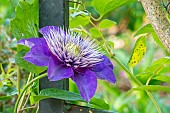 Early large-flowered clematis, Clematis Multi Blue