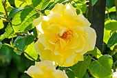 Rosa Elina Obtenteur : Dickson (USA) 1983