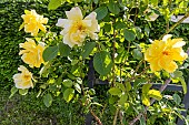 Rosa Elina Obtenteur : Dickson (USA) 1983