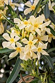 Oleander (Nerium oleander) yellow, Vaucluse, France