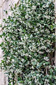 Star jasmine (Trachelospermum jasminoides)