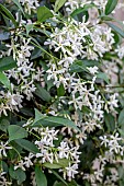 Star jasmine (Trachelospermum jasminoides)