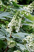 Oak-leaved hydrangea (Hydrangea quercifolia)