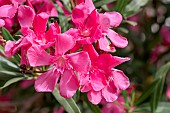 Oleander (Nerium oleander), Vaucluse, France