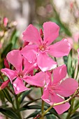 Oleander (Nerium oleander), Gard, France