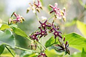 Silkvine (Periploca graeca), Gard, France