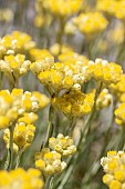 Mediterranean strawflower (Helichrysum stoechas), Gard, France