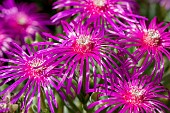 Trailing Iceplant (Delosperma cooperi)