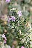 Savory of Crete (Satureja thymbra)