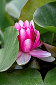 Water lily (Nymphaea sp.)