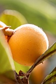Loquat (Eriobotrya japonica) fruit on tree, Gard, France
