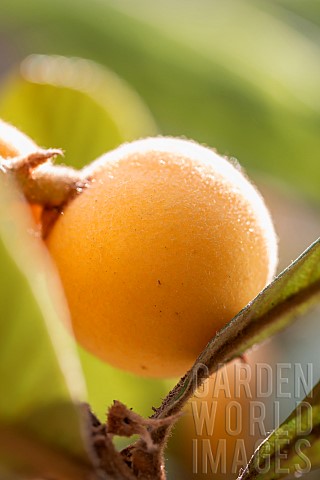 Loquat_Eriobotrya_japonica_fruit_on_tree_Gard_France