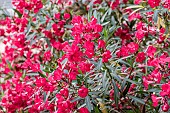 Oleander (Nerium oleander) red, Vaucluse, France