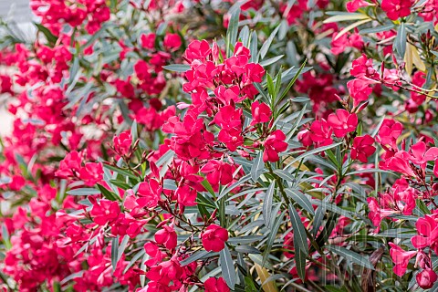 Oleander_Nerium_oleander_red_Vaucluse_France