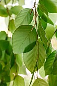 Leaves of a Weeping beech tree (Fagus sylvatica Pendula) in spring, Gard, France