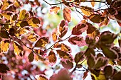 Variegated leaves of Beech Purpurea Tricolor in spring