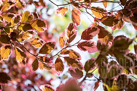 Variegated_leaves_of_Beech_Purpurea_Tricolor_in_spring