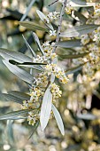 Olive (Olea europaea) leaves and flowers, Gard, France