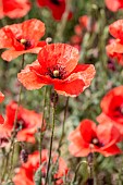 Poppies (Papaver rhoeas), Gard, France